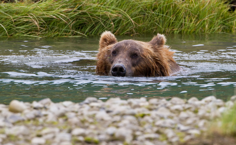Swimming Grizzly Bear